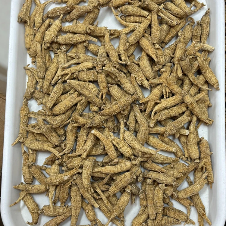 西洋参条粒 煲汤煮水 整枝
