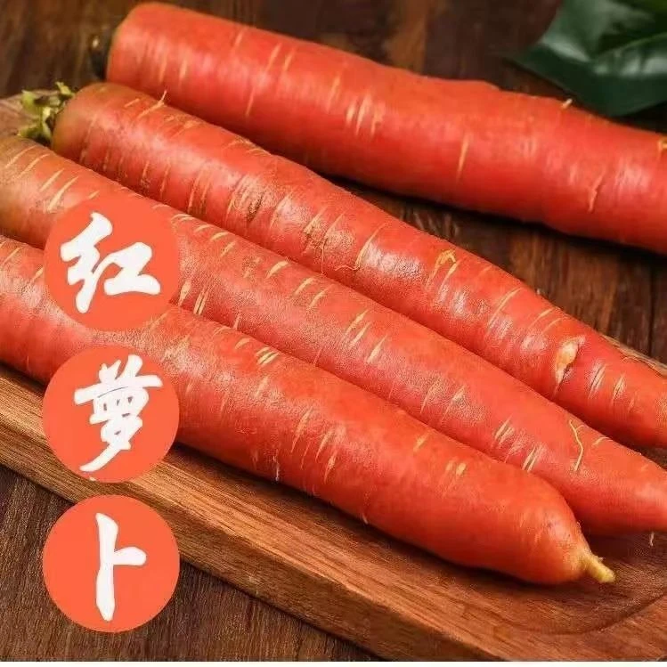 新鲜现挖现发水果红萝卜新鲜蔬菜陕西沙地红萝卜胡萝卜5斤包邮
