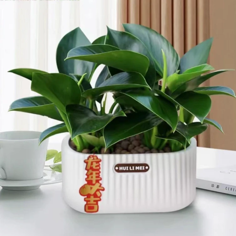 【年宵花】金钻绿公主盆栽室内花卉绿植净化空气除甲醛大叶金钻植物