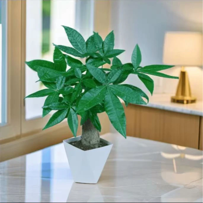 独杆发财树盆栽室内花卉绿植办公桌面摆放植物四季常绿招财盆景