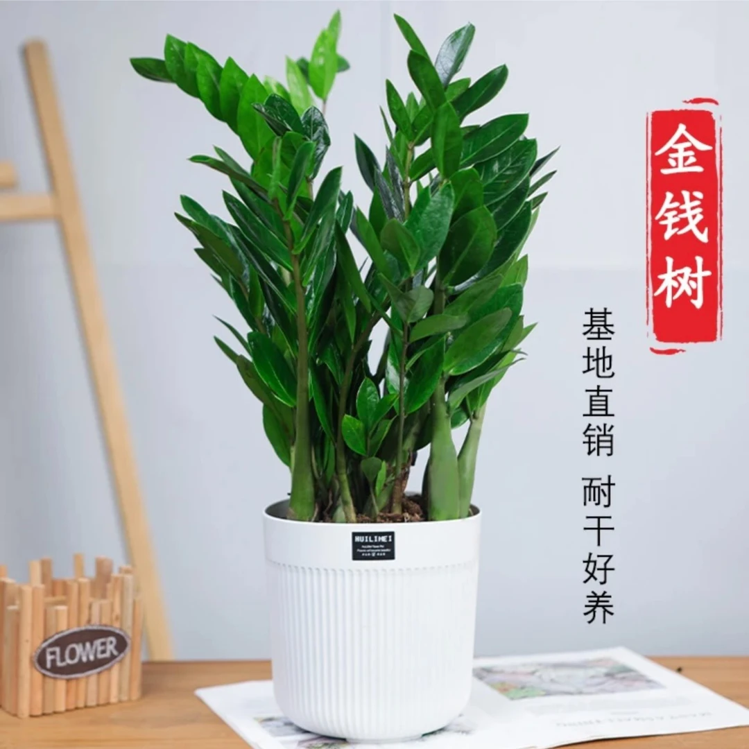 【精品】金钱树盆栽客厅办公室内绿植大型钱串子植物净化空气除甲醛