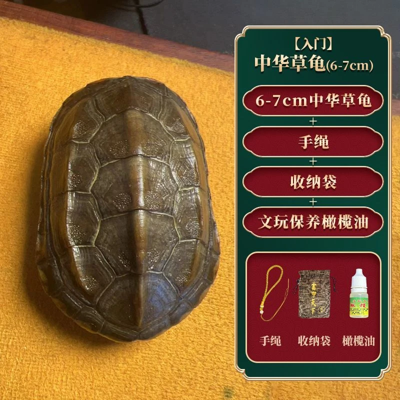 【文玩精选】新人入门 中华草龟 文玩手把件真龟壳龟甲 富甲一方
