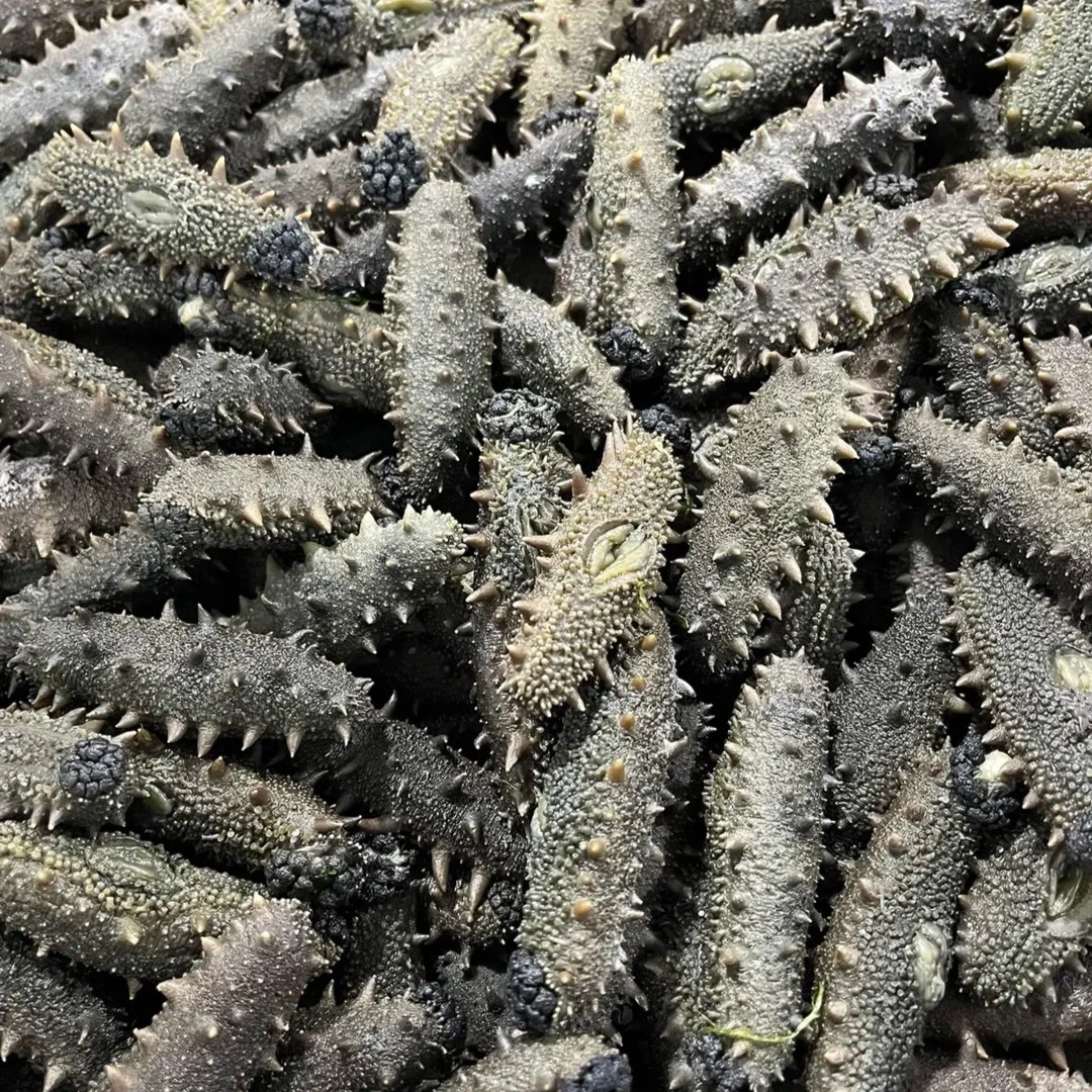 围堰海参20g