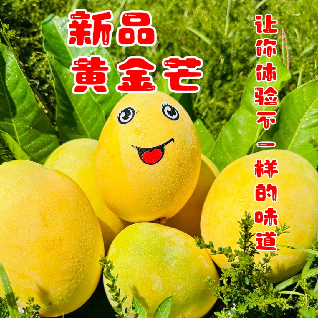 【新品黄金芒】高山农家自种新鲜应季水果产地现摘现发凯特纯甜不酸