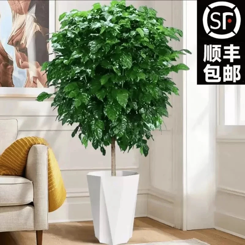 1.3-1.4米老桩棒棒糖绿宝幸福树室内绿植常青吸附甲醛净化空气