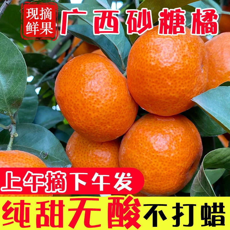 正宗广西砂糖橘新鲜桔子现摘现发3斤/5斤/9斤薄皮爆甜砂糖桔水果