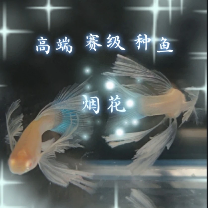 蓝白大C-蓝白绣球-蓝白礼花 品系孔雀鱼 种鱼