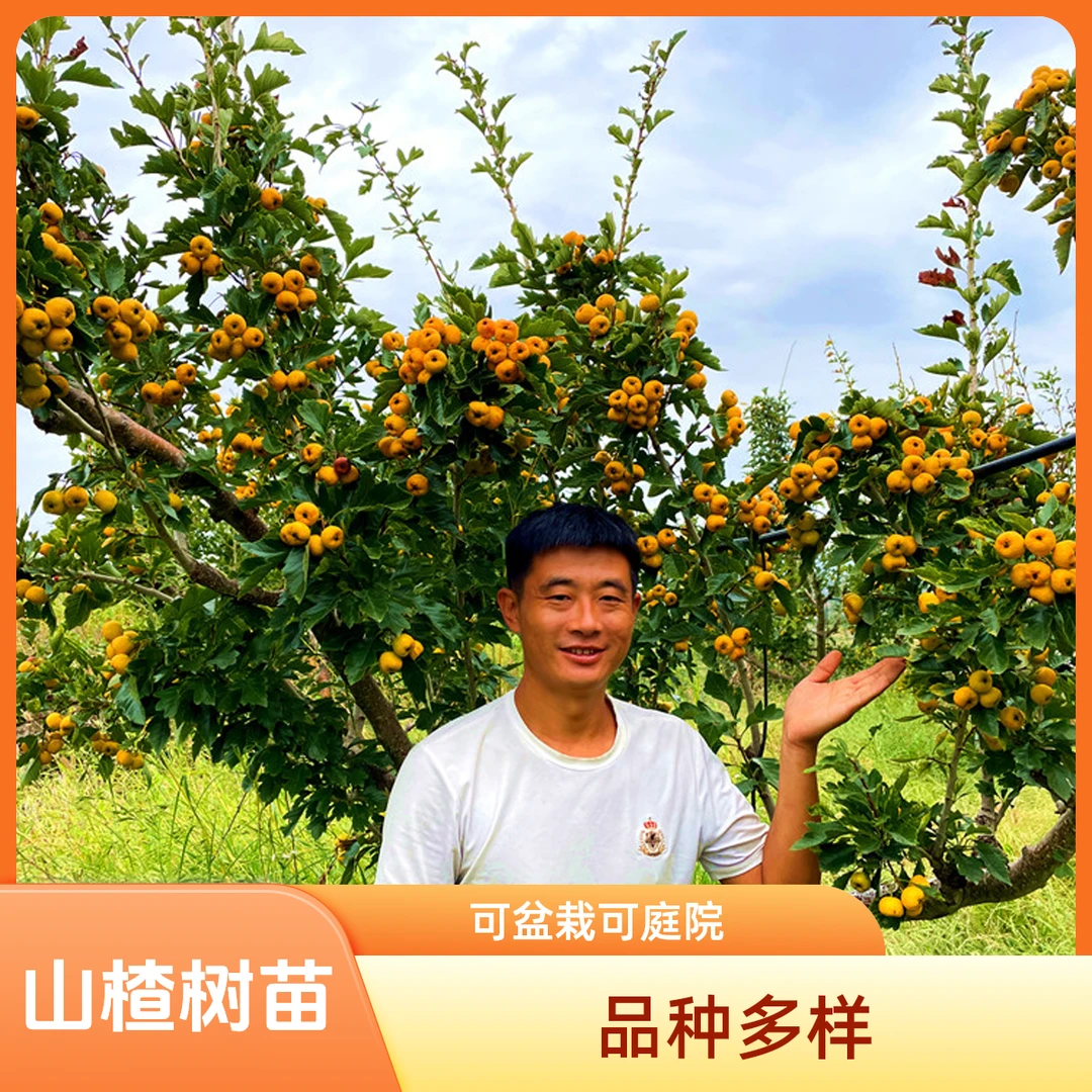山楂树苗黄果山楂甜红子山楂大五棱大金星果树苗盆栽地栽庭院阳台
