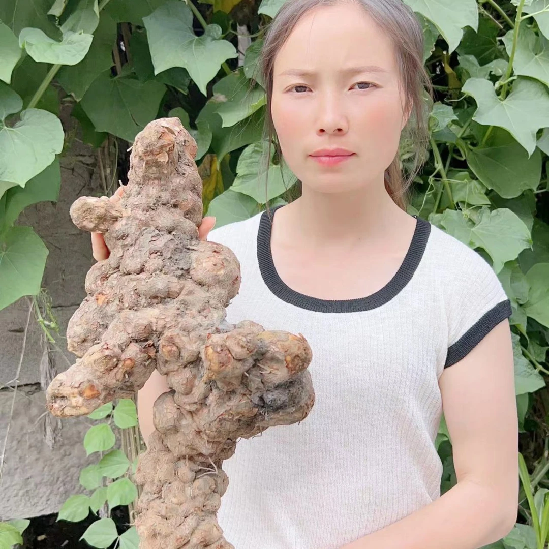 【苗三哥】贵州农特产品野生土fu玲250g 包邮