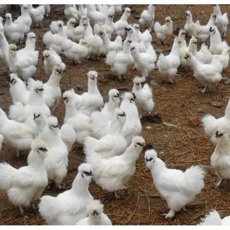 泰和乌鸡散养溜达鸡下蛋鸡