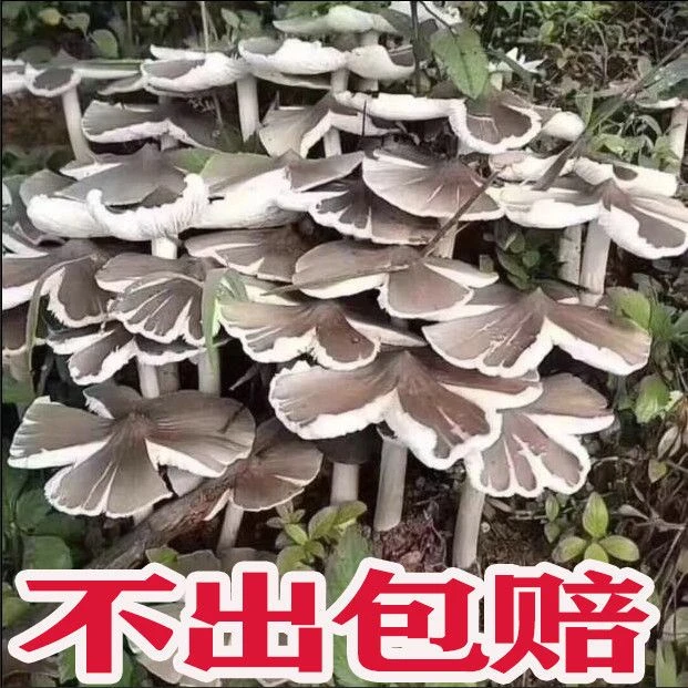 鸡枞菌种子高产种子菌种家种野生三塔菌荔枝菌食用三把菇菌菇种子