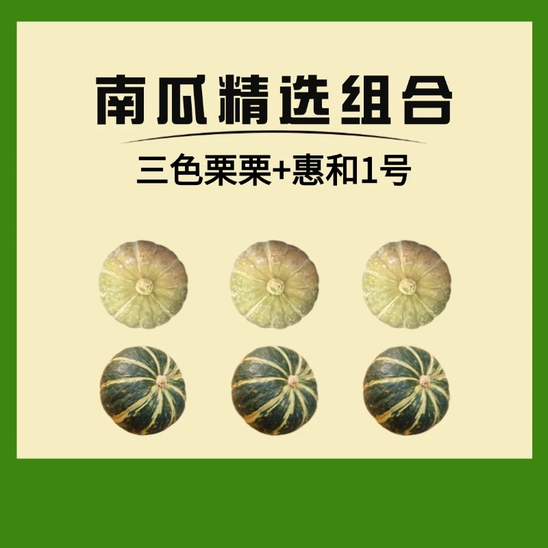 三色栗栗惠和一号粉糯香甜营养健康