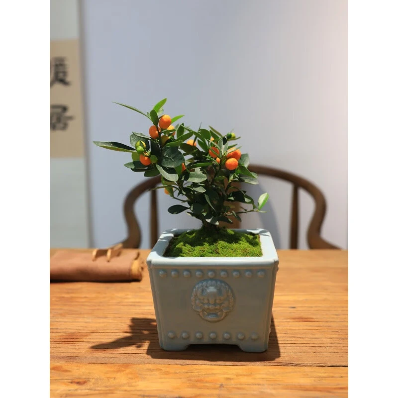 1000元一物一拍金豆小盆景绿植盆栽植物办公室内阳台