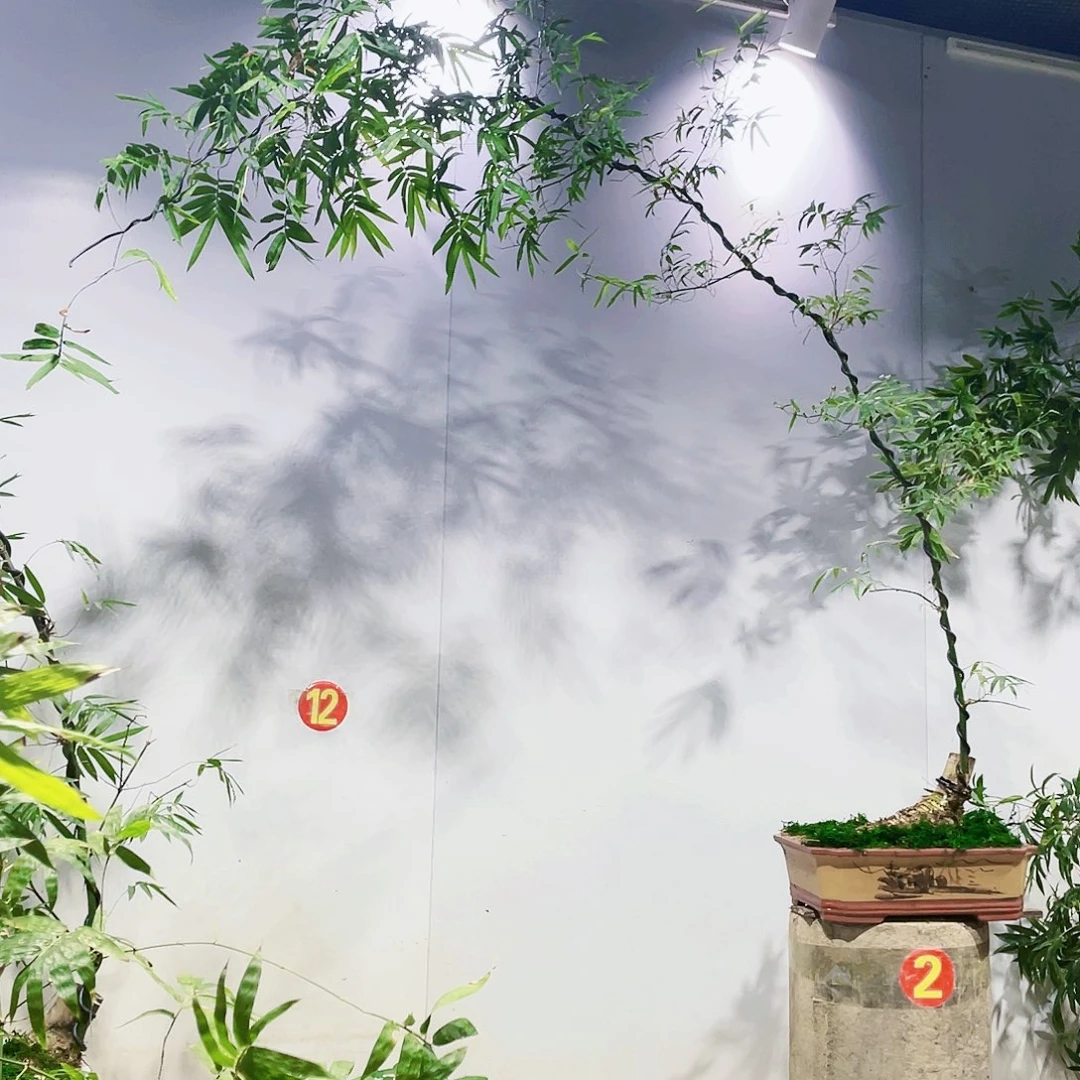 豁**朗小叶簕竹熟桩陶瓷盆一物一拍