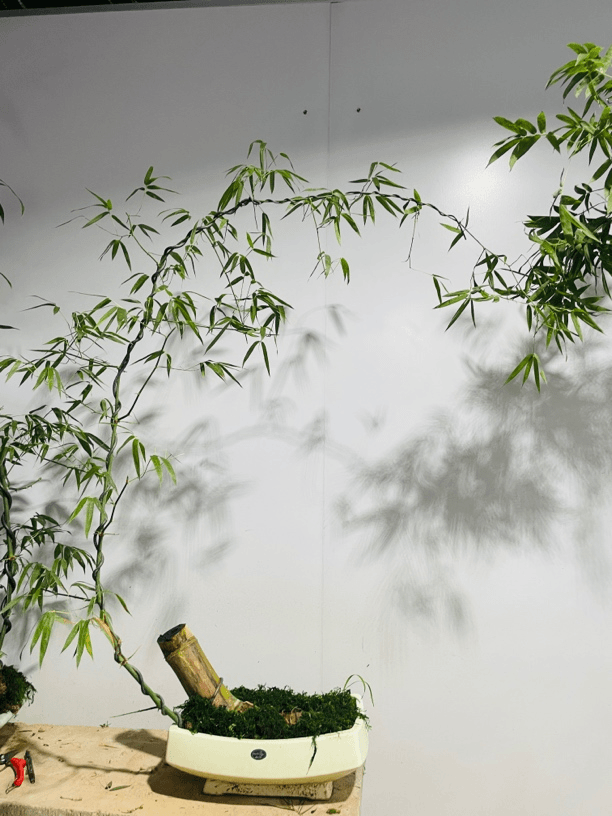 龙船花/龙船花熟桩差价