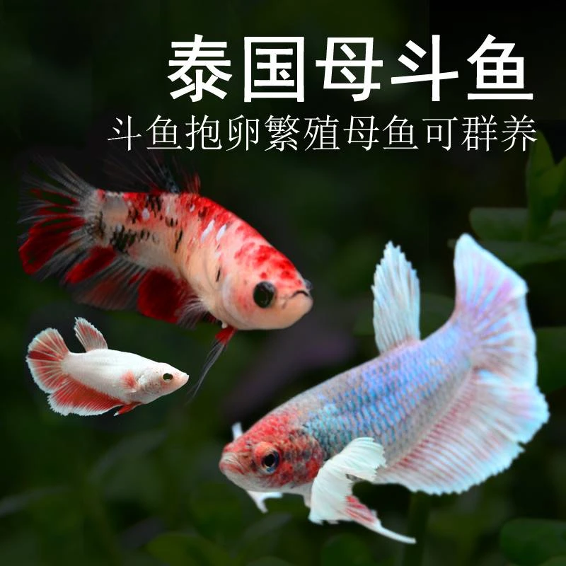 4条暴卵糖果母鱼热带直销直播淡水鱼耐活小型鱼缸活体混养水族