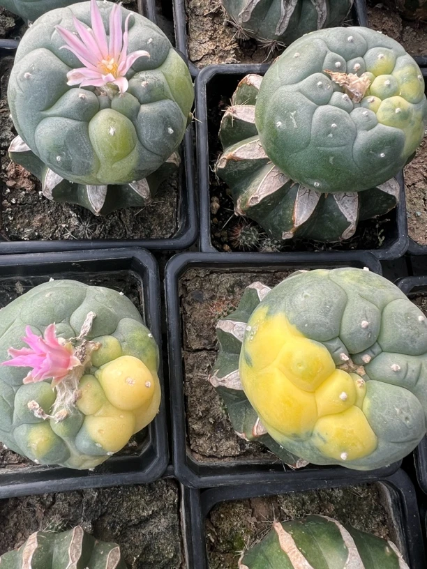 草球嫁接大海鲜锦，可挑，仙人球