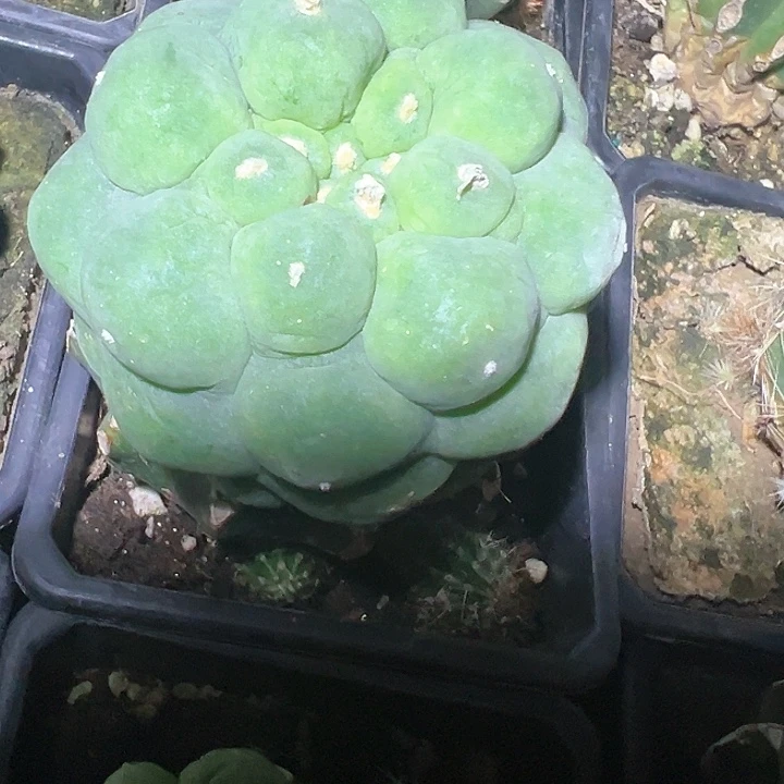 草球嫁接海鲜大有鼓尤