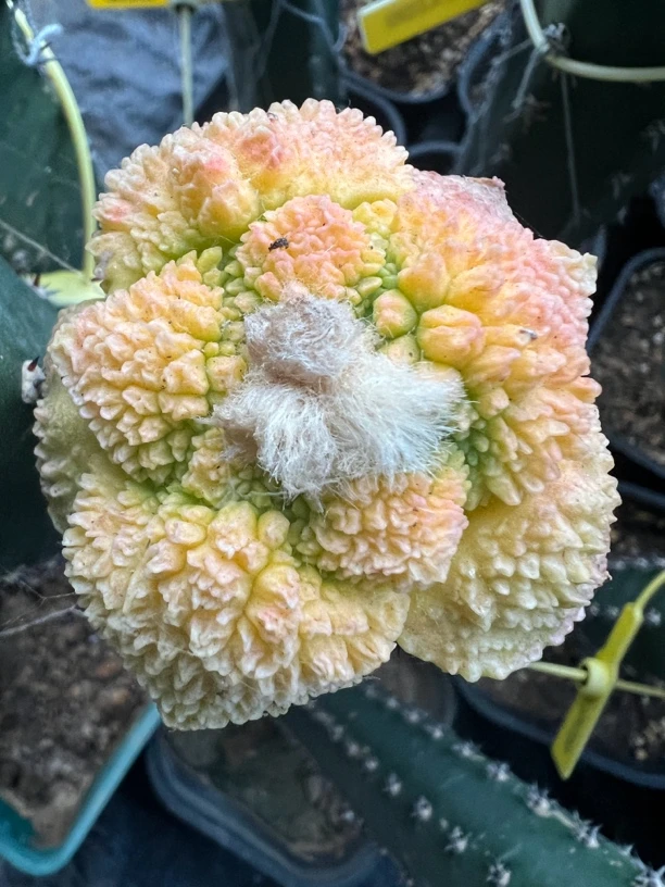 袖蒲嫁接锦，仙人球优选品种，可挑