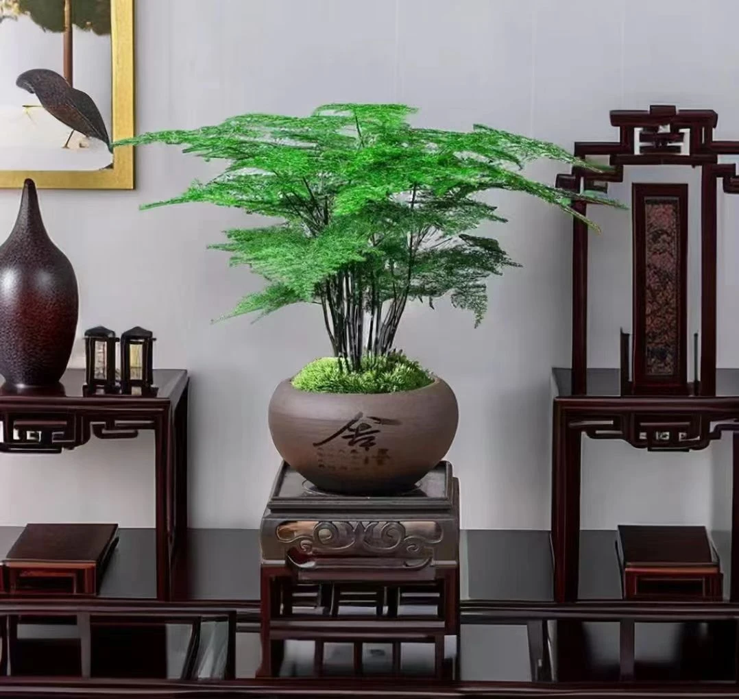 文竹盆景绿植好养盆栽室内高端植物花卉办公室整套发货净化空气