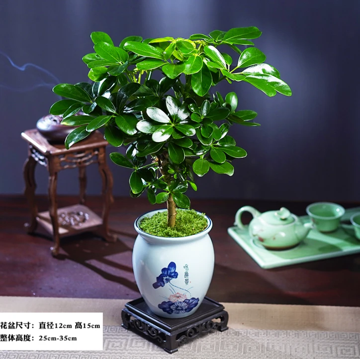 八方来财老桩七叶莲盆栽办公室内客厅茶桌中式绿植花卉盆栽好养活