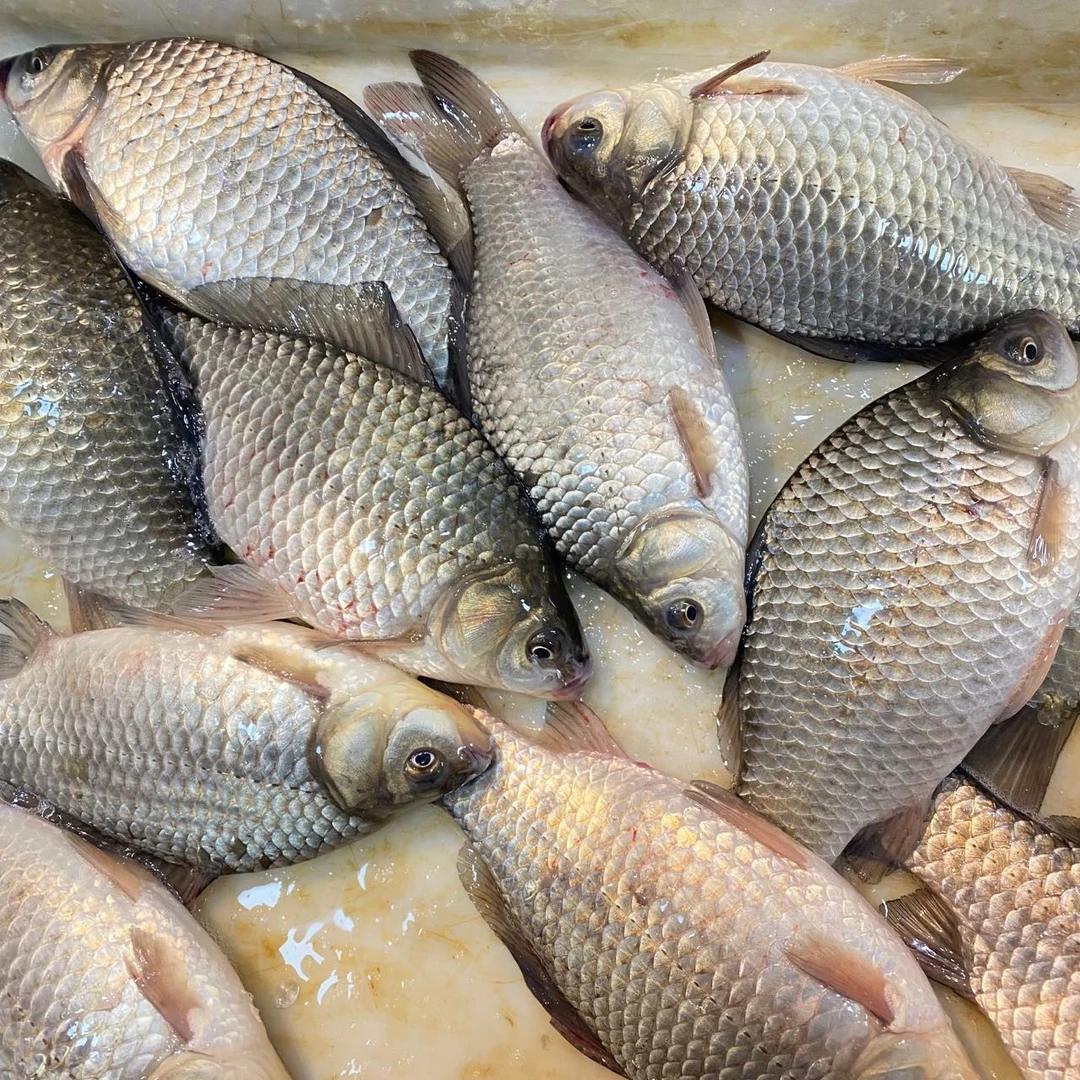 四斤大鲫鱼（半斤以上）