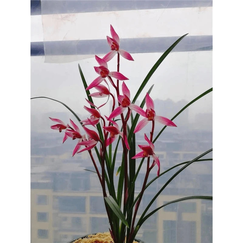 兰花-红素-大叶寒兰浓香好养活花卉