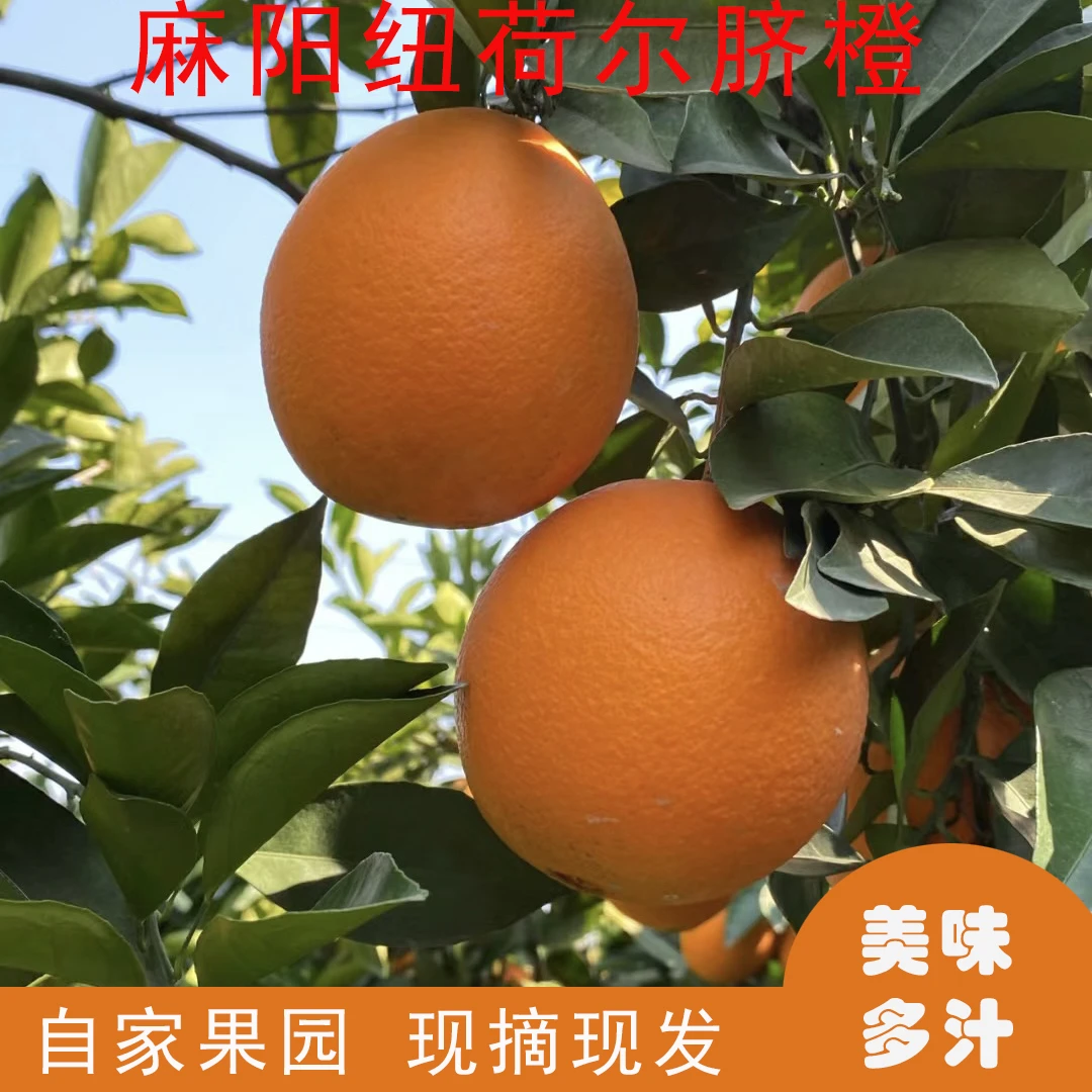 【选摘向阳果】湖南麻阳纽荷尔脐橙香甜多汁产地现摘直发5斤/9斤装
