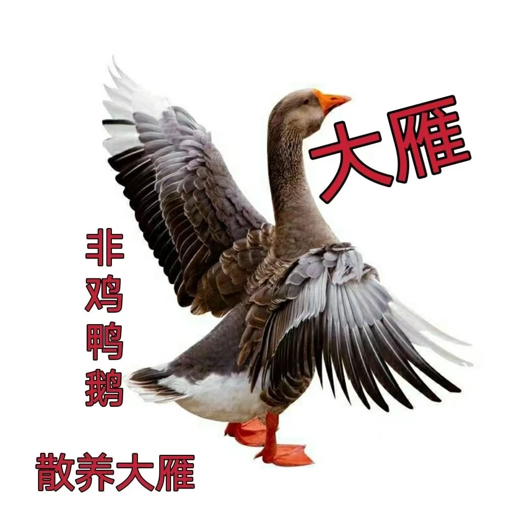 【净重4-5斤一只大雁鹅】新鲜 买一送一 坏单包赔 到手2只