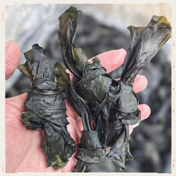 无盐足干海带结无沙免洗特级火锅厚肉海澡干100g包邮免洗厚海带结