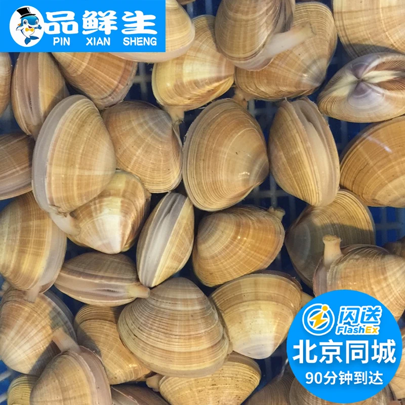 北京闪送 500g 鲜活黄蚬子 海鲜贝类 大连海捕黄金贝水产