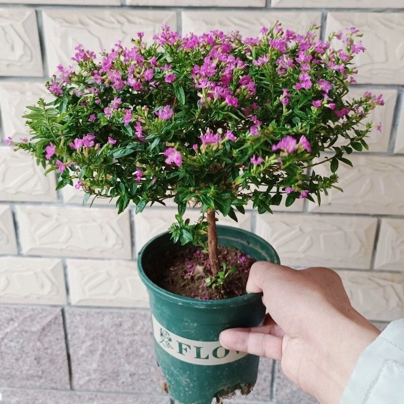 带花满天星盆栽室内阳台开花四季花卉植物土培耐寒绿植不怕晒好养
