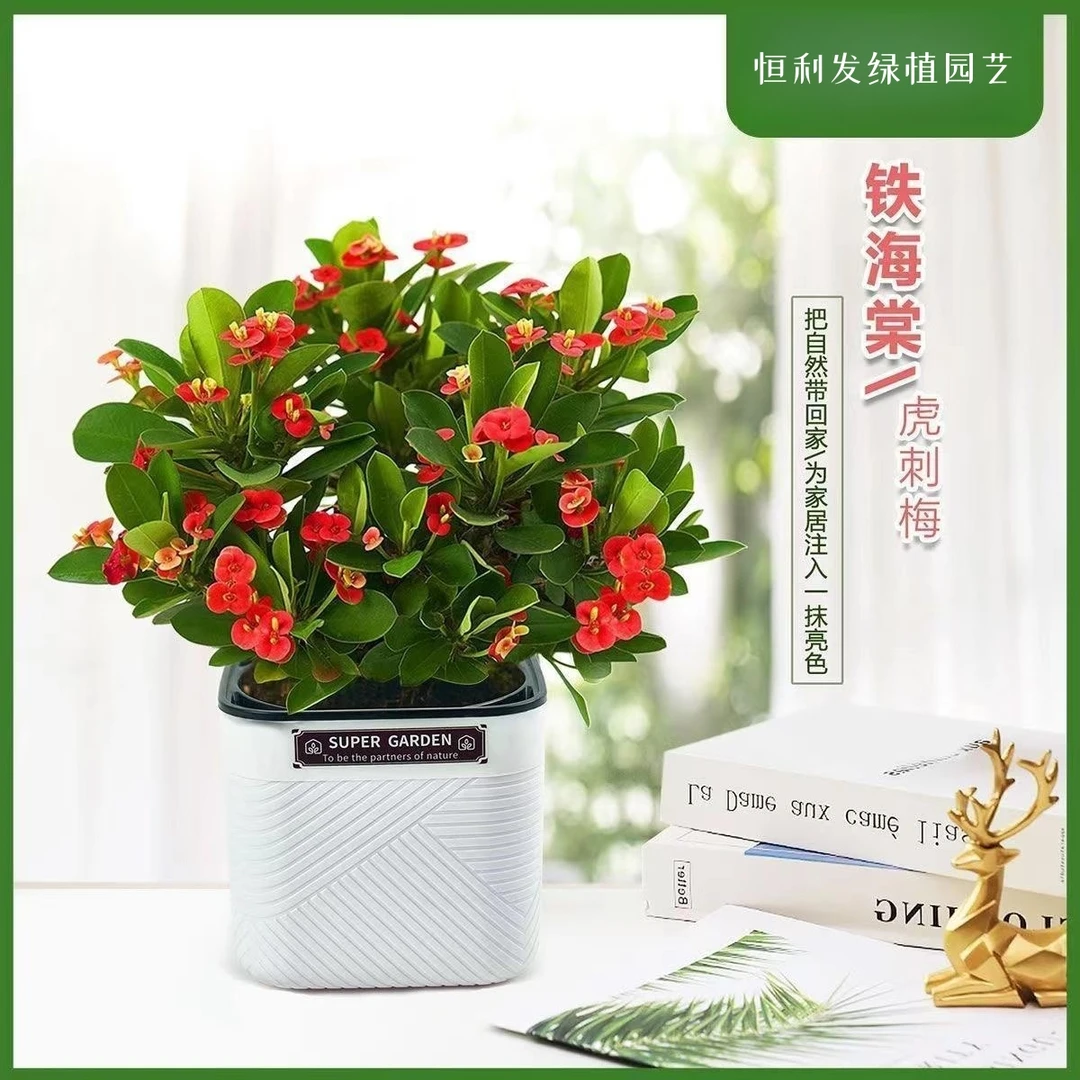 铁海棠虎刺梅花卉四季开花自然盆栽绿植室内盆景植物客厅办公花苞