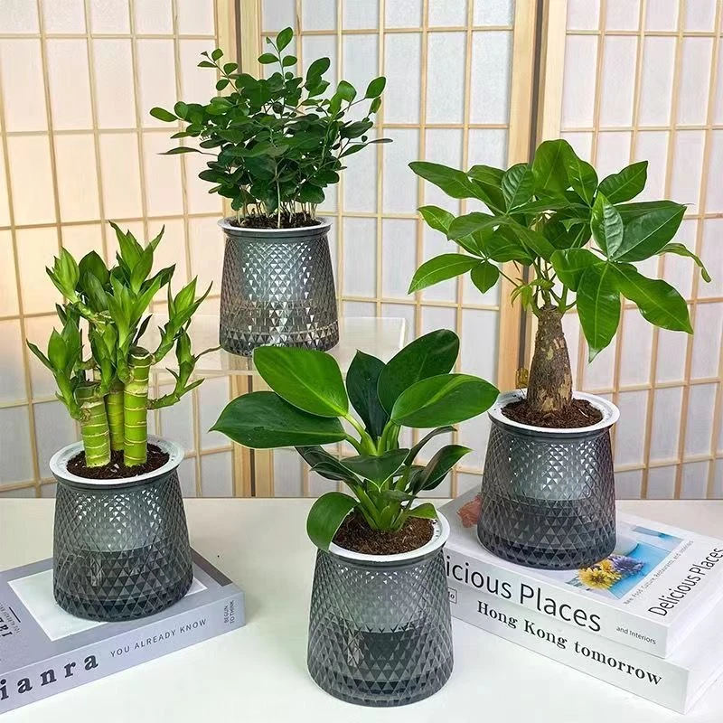 净化空气绿植盆栽金钻发财树九里香室内植物