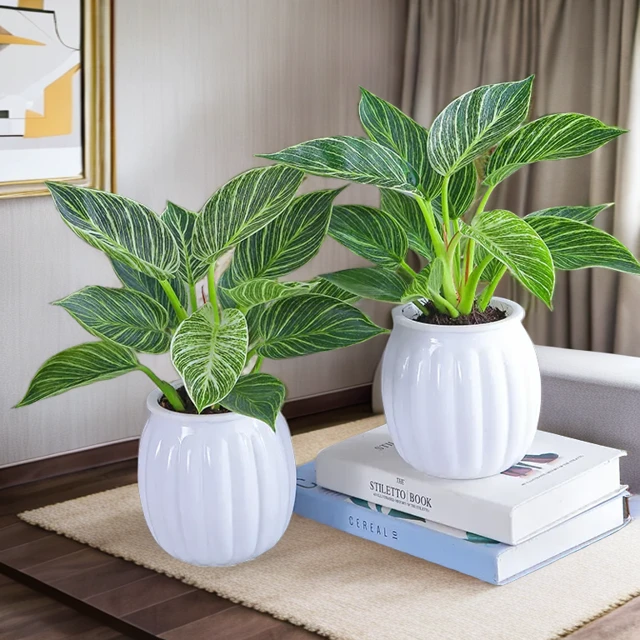 铂金钻绿植盆栽室内植物鸭脚木水培植物春秋桌面盆栽好养易活养护