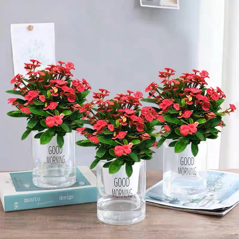 铁海棠室内盆景绿植四季开花虎刺梅办公阳台花卉开花花卉绿植盆栽
