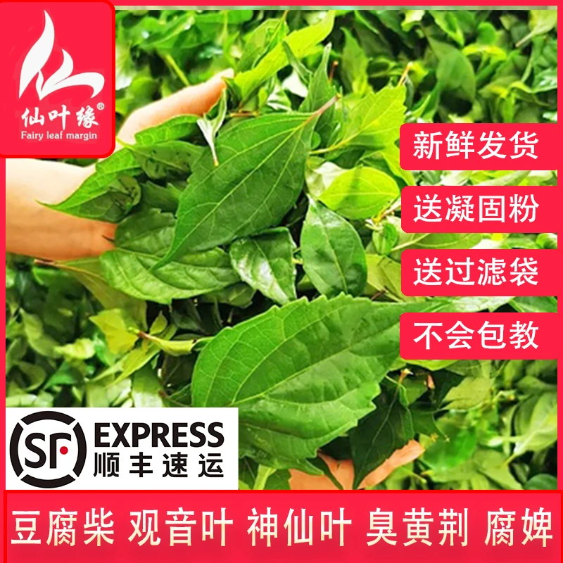 【顺丰包邮】豆腐柴鲜叶现摘现发温州小吃传统美食