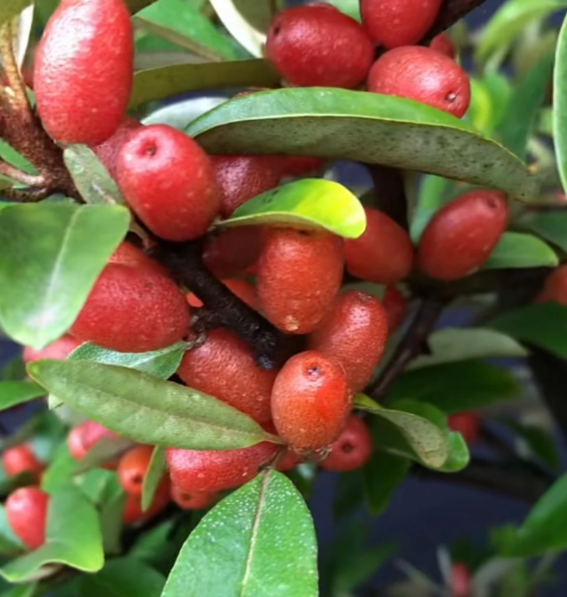 羊奶果荀子盆景素材、映山红、刺梨、火棘