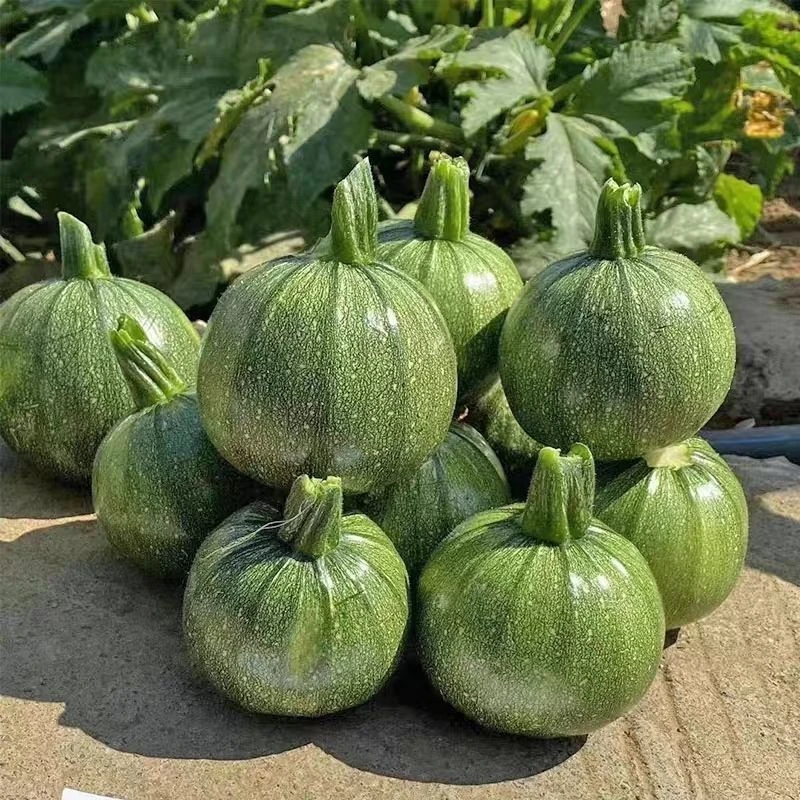 早熟无蔓绿珠西葫芦种子角小南瓜圆西葫芦籽高产抗热抗病四季易种