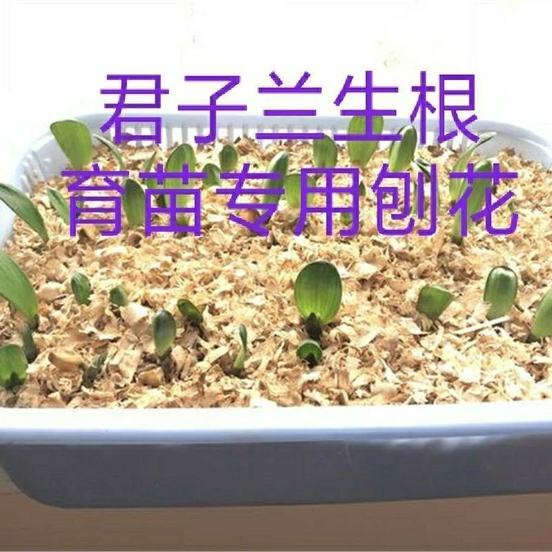 天然刨花木屑君子兰育苗专用透气生根发芽垫料