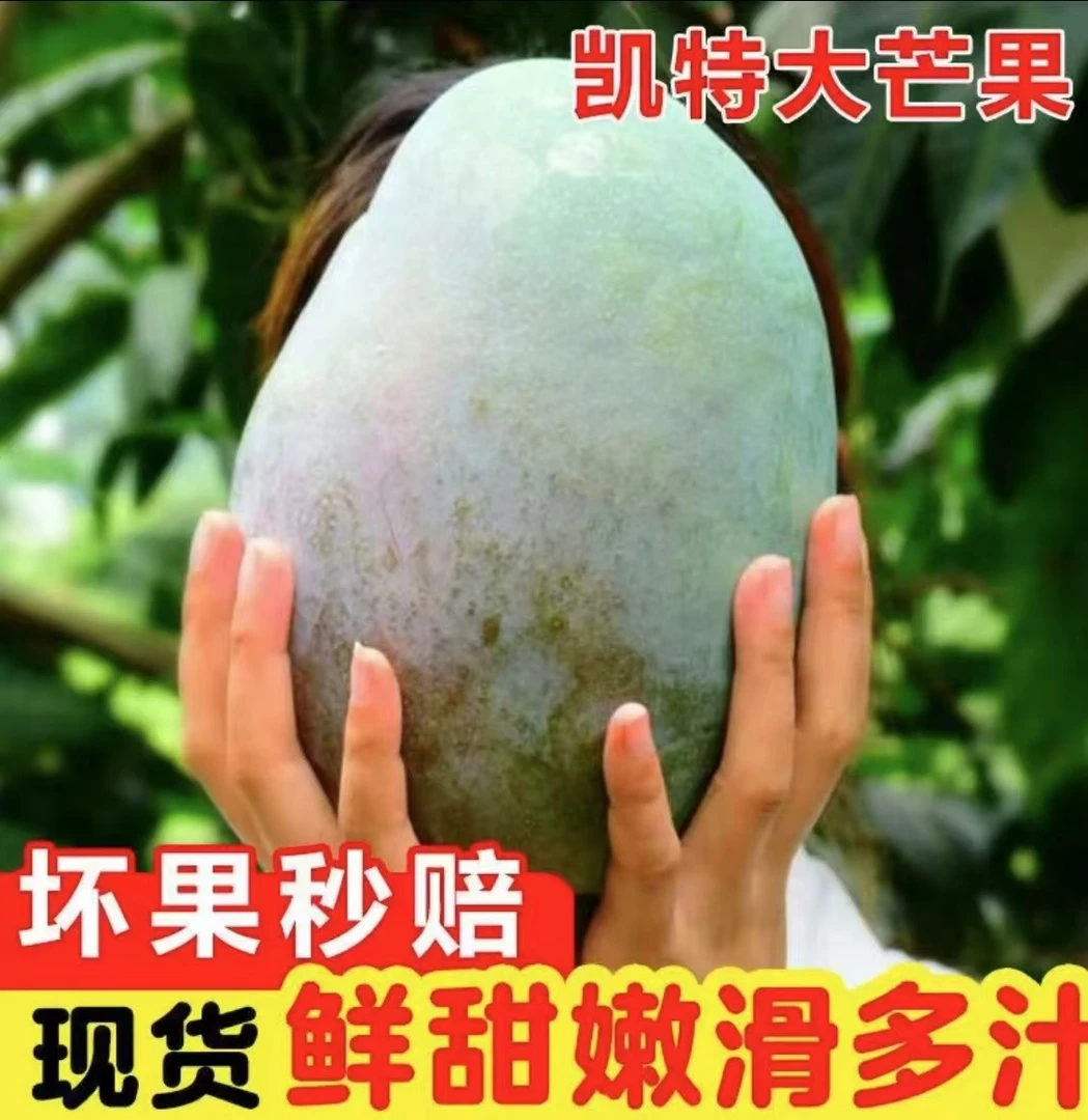 【放软再吃3】四川攀枝花凯特芒果当季新鲜水果产地直供高山老树