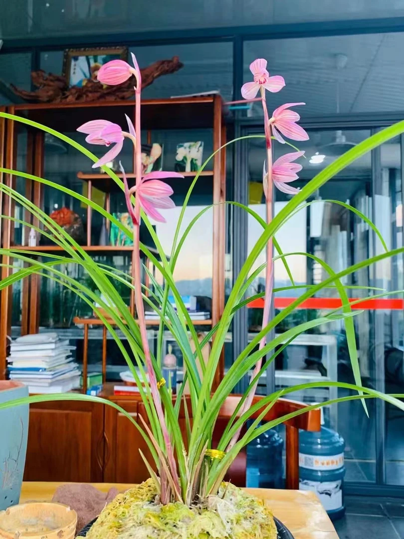 莲瓣兰弥阳之光商品苗1组