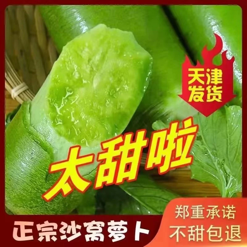 正宗天津沙窝萝卜当天现拔发货【】