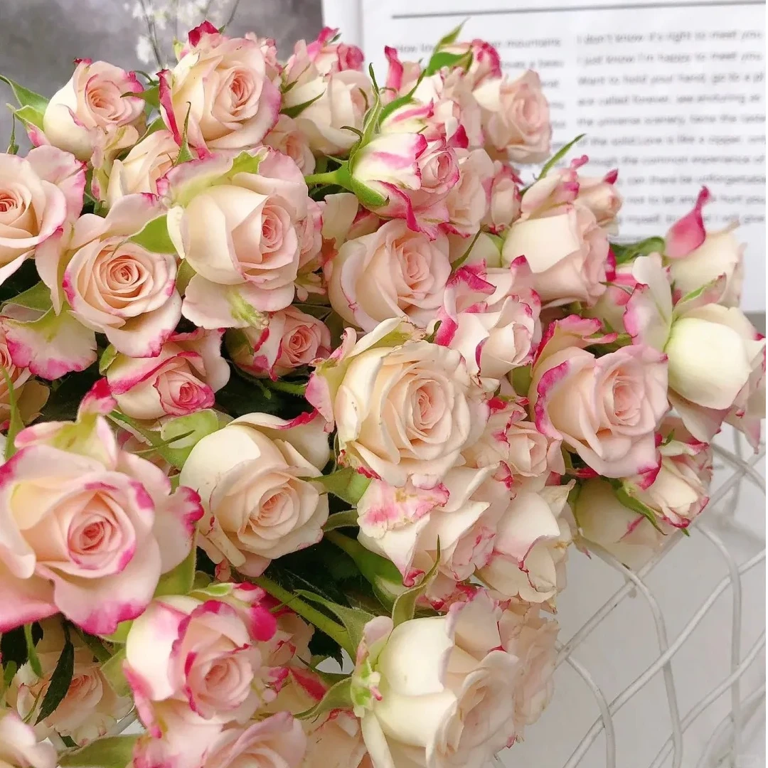 折射多头玫瑰花鲜花基地直发云南鲜花丽江鲜花