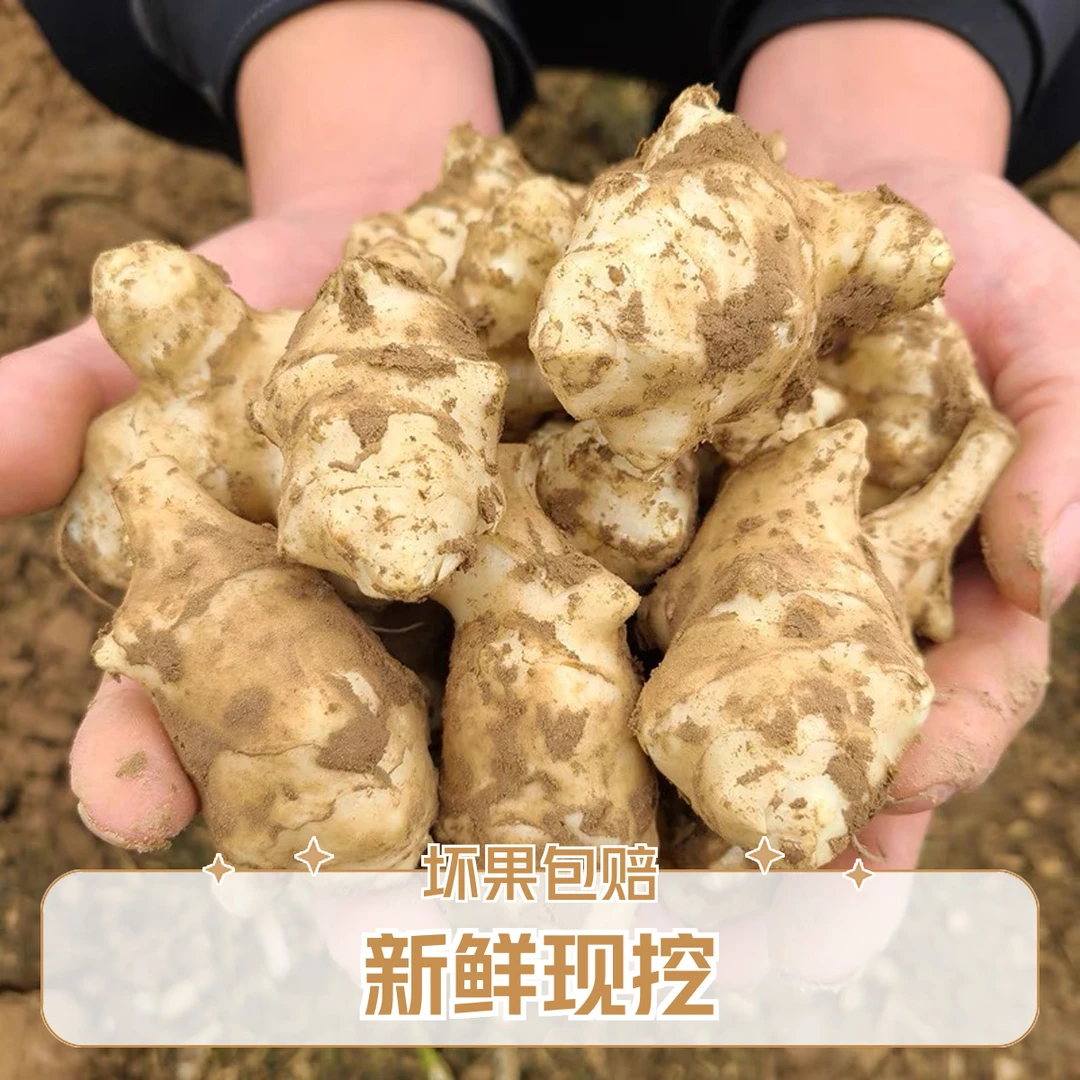 洋姜新鲜现挖洋芋头鬼子姜脆甜爽口产地直发3/5斤