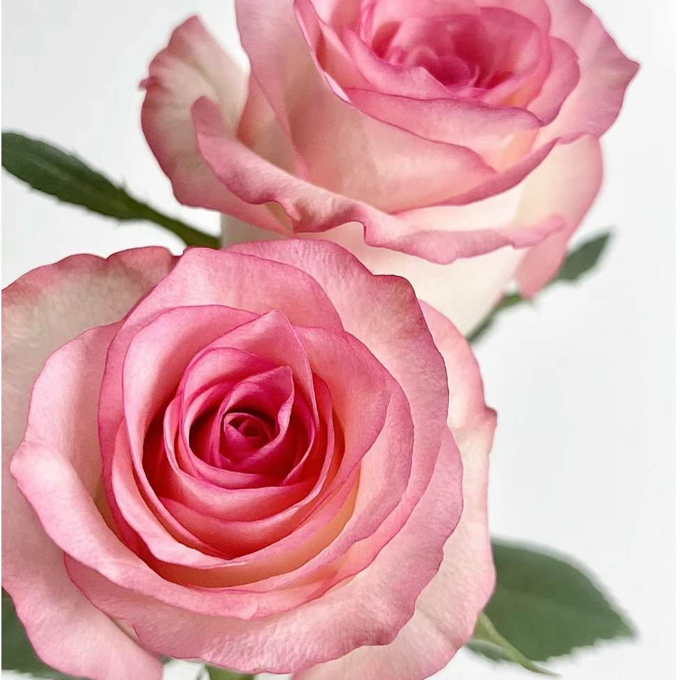 云南鲜花斗南基地直发艾莎玫瑰 超长待机 居家插花冷链包邮