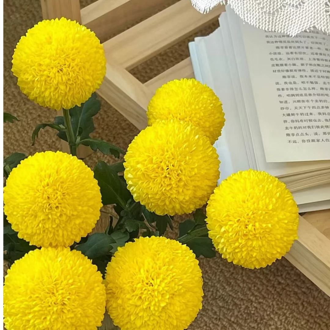 云南鲜花基地直发乒乓菊10枝一单包邮京东冷链云南昆明鲜花直发