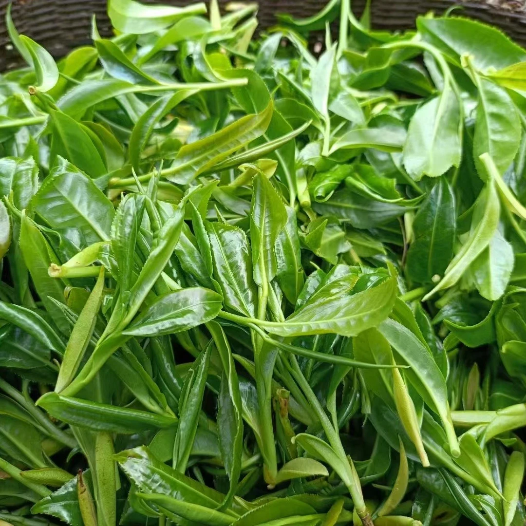 贵州红茶云雾高山古树红茶木质香金黄汤色