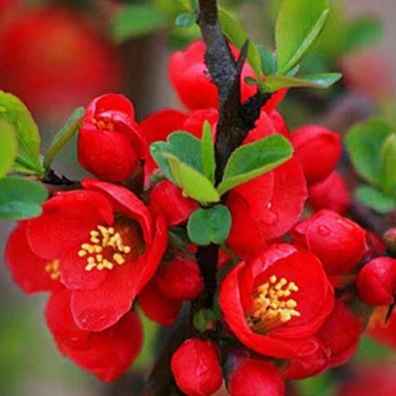 原生木瓜海棠盆栽 盆景北美海棠盆栽室内庭院当年开花植物