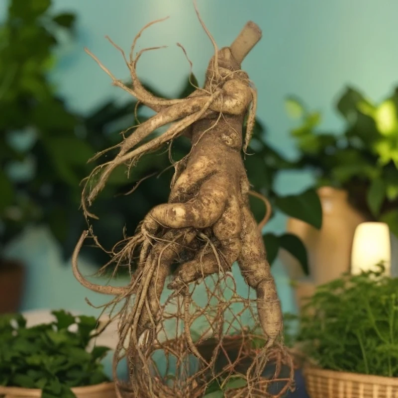 【参雅堂专属】正宗长白山人参 新鲜人参 高龄大人参 泡酒送礼佳品